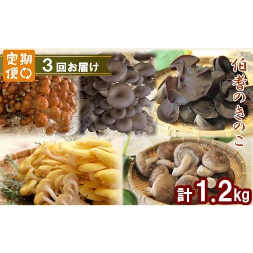 ふるさと納税 野菜類 きのこ 鳥取県 日吉津村 3回定期便 オーガニックきのこ 5種 定期便 きのこセット きのこ 定期便 しいたけ なめこ きくらげ ひらたけ た…