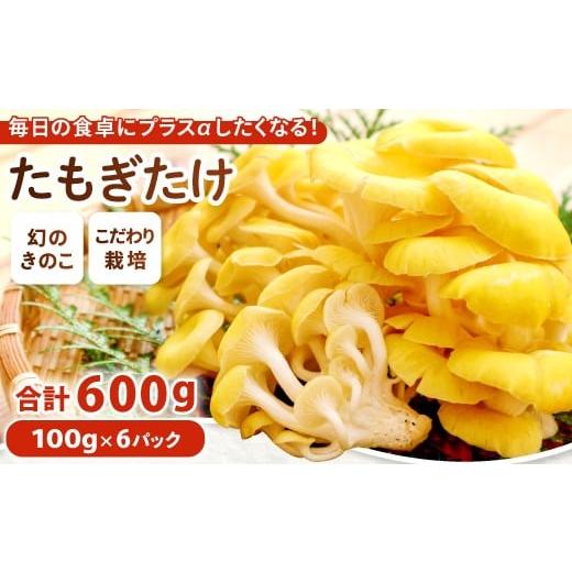 ふるさと納税 野菜類 きのこ 鳥取県 日吉津村 オーガニック菌床たもぎたけ6パック タモギ茸 きのこ たもぎ茸 キノコ セット 茸 詰め合わせ たもぎたけ タモギ…