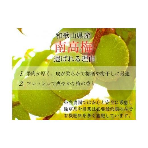 ふるさと納税 加工品等 梅干 和歌山県 すさみ町 先行予約 梅干・梅酒用 大玉4Lサイズ約10kg熟南高 生梅 赤秀品 2026年6月上旬〜7月7日発送予定 ART02 フルー…_2