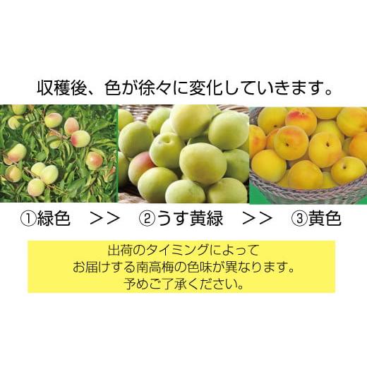 ふるさと納税 加工品等 梅干 和歌山県 すさみ町 先行予約 梅干・梅酒用 大玉4Lサイズ約10kg熟南高 生梅 赤秀品 2026年6月上旬〜7月7日発送予定 ART02 フルー…_3