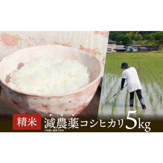 ふるさと納税 米 コシヒカリ 京都府 綾部市 令和7年産 新米 稲穂に農薬不使用 コシヒカリ白米5kg R7 こしひかり 白米 お米 米 こめ 農家直送 国産 ごはん ご飯…
