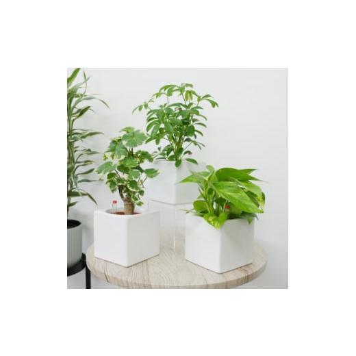 ハイミニウィンリー クロトン | 愛知県岡崎市 | ふるさと納税サイト 株式会社まるや八丁味噌」のふるさと納税 お礼の品一覧ふるさと