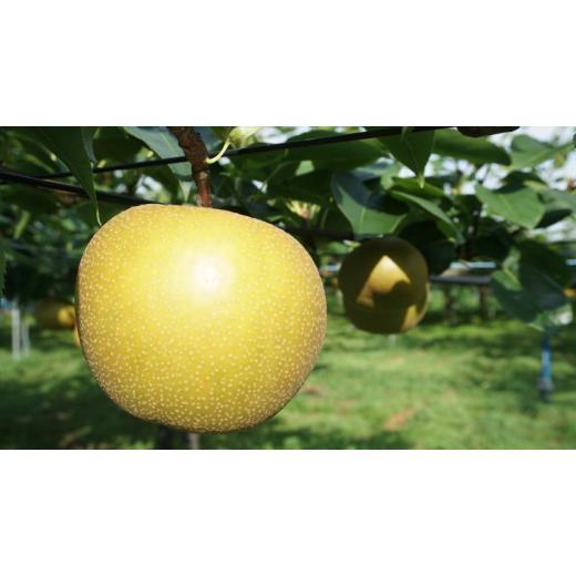 ふるさと納税 梨 滋賀県 東近江市 あいとう梨 (あきづき) 果物 梨 ナシ なし 和梨 スイーツ フルーツ デザート スムージー 楽天 返礼品 寄付 お歳暮 お祝い …