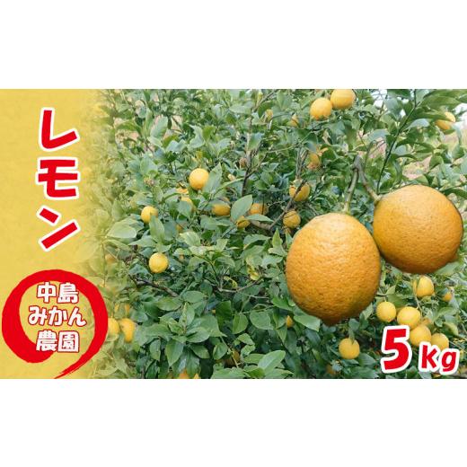 ふるさと納税 果物類 愛媛県 松山市 2026年7月上旬から順次発送 愛媛県産 レモン 約 5kg 家庭用 冷蔵 |おすすめ 国産 檸檬 れもん 新鮮 柑橘 レモネード フ…