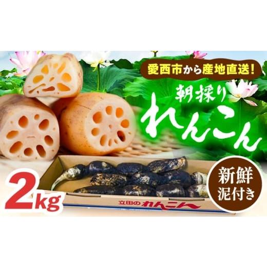 ふるさと納税 人参・大根・他根菜 愛知県 愛西市 2kg れんこん 2kg 土付き鍬掘り レンコン 蓮根 産地直送 野菜 愛西市 / 山三レンコン AEBK001 2kg