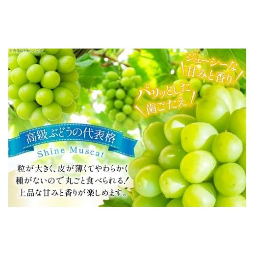 ふるさと納税 ぶどう マスカット 山形県 高畠町  期間限定発送 シャインマスカット 訳あり 贅沢ボリューム セット 2〜4房 1.6kg Yamagenフルーツガーデンレコ… |  | 02