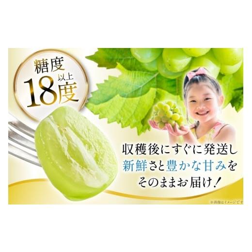 ふるさと納税 ぶどう マスカット 山形県 高畠町  期間限定発送 シャインマスカット 訳あり 贅沢ボリューム セット 2〜4房 1.6kg Yamagenフルーツガーデンレコ… |  | 03