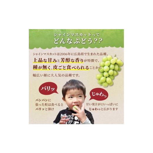 ふるさと納税 ぶどう マスカット 山形県 高畠町  期間限定発送 シャインマスカット 訳あり 贅沢ボリューム セット 2〜4房 1.6kg Yamagenフルーツガーデンレコ… |  | 06