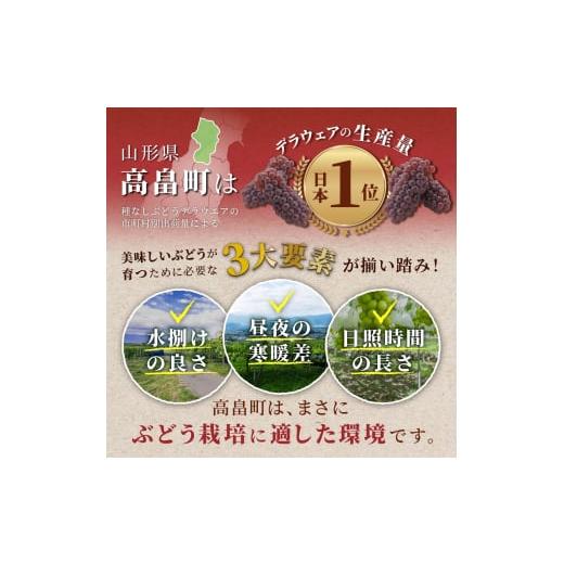 ふるさと納税 ぶどう マスカット 山形県 高畠町  期間限定発送 シャインマスカット 訳あり 贅沢ボリューム セット 2〜4房 1.6kg Yamagenフルーツガーデンレコ… |  | 07