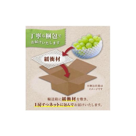 ふるさと納税 ぶどう マスカット 山形県 高畠町  期間限定発送 シャインマスカット 訳あり 贅沢ボリューム セット 2〜4房 1.6kg Yamagenフルーツガーデンレコ… |  | 08