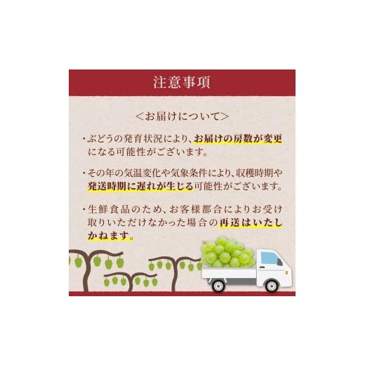 ふるさと納税 ぶどう マスカット 山形県 高畠町  期間限定発送 シャインマスカット 訳あり 贅沢ボリューム セット 2〜4房 1.6kg Yamagenフルーツガーデンレコ… |  | 09