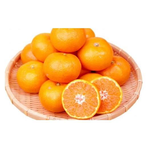 ふるさと納税 果物類 みかん 和歌山県 すさみ町 先行予約 有田ミカン 紀州有田産 濃厚完熟温州みかん 3kg(MサイズまたはSサイズ) 2026年11月下旬頃…