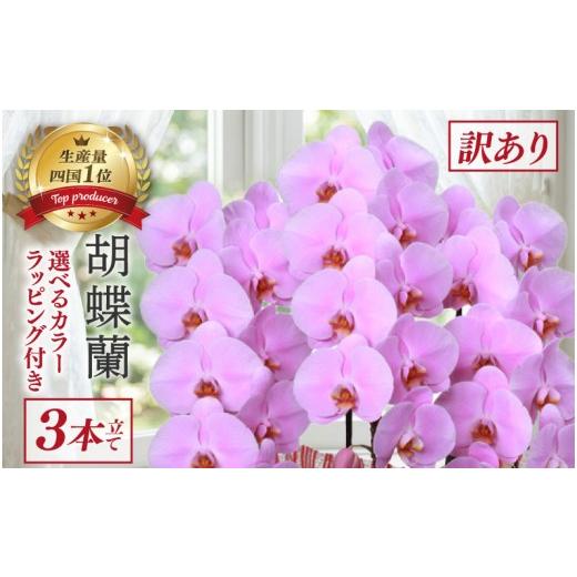 ふるさと納税 雑貨・日用品 花 高知県 須崎市 訳あり 指定日配達 胡蝶蘭 3本立て ピンク スタンダード 花 はな お花 日付指定 記念日 お祝い プレゼント ギフ…
