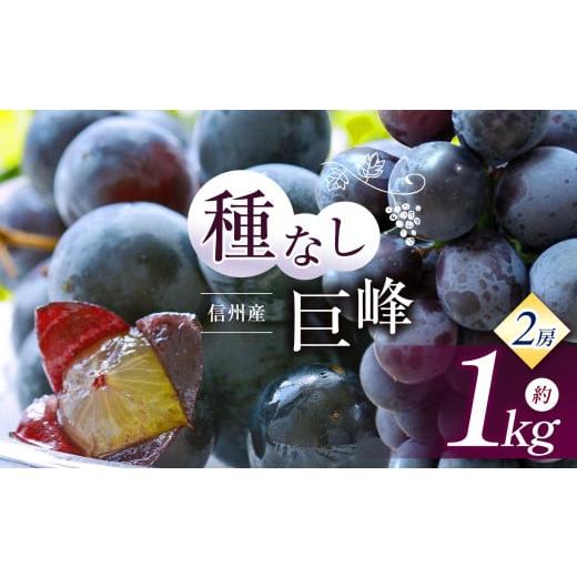 ふるさと納税 ぶどう 巨峰 長野県 松本市 先行受付:2026年発送 信州産 種無し巨峰 2房 約1kg|ふるさと納税 松本市 巨峰 ぶどう 葡萄 果物 フルーツ 美味し…