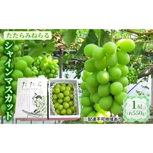 ふるさと納税 果物類 ぶどう 岡山県 里庄町 2026年先行予約 ぶどう 岡山県産 たたらみねらる シャインマスカット 1房(約550g) [2026年8月下旬-10月下旬頃出…