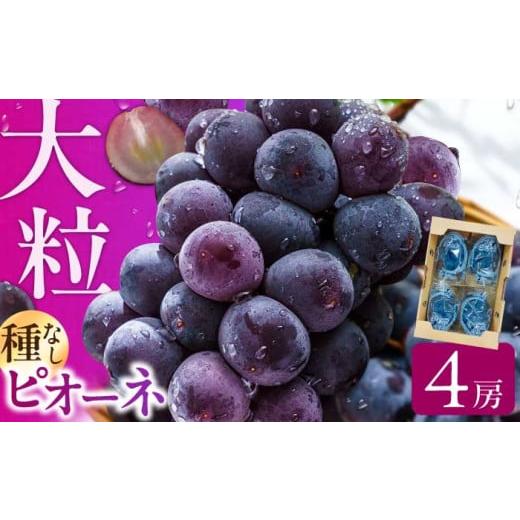 ふるさと納税 果物類 ぶどう 福岡県 広川町 先行予約 2026年7月中旬より発送 ピオーネ 約1.4kg ぶどう ブドウ ぴおーね ピオーネ 葡萄 フルーツ 果物 大粒 種…