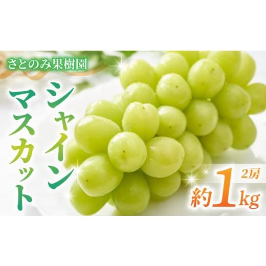 ふるさと納税 ぶどう マスカット 長野県 東御市 先行受付2026年発送 さとのみ果樹園 シャインマスカット2房(1kg以上) 2026年9月中旬〜10月下旬順次発送