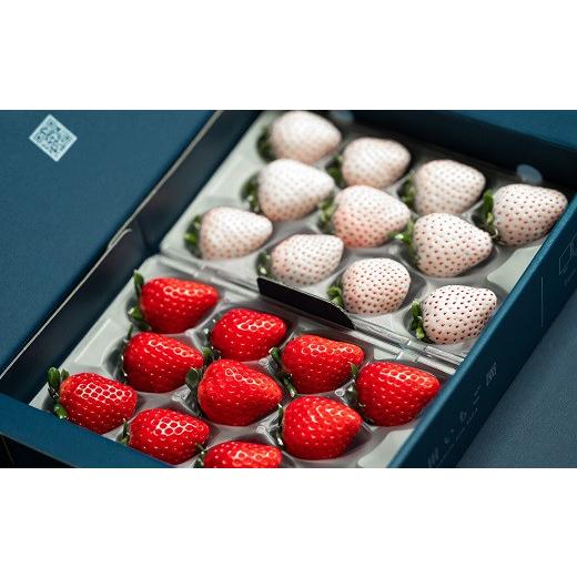 販売期間2025/04/30まで 果物 いちご 池上農園あまおうプリンセス 産地直送 販売期間2025/04/30まで 果物 いちご 池上農園あまおうプリンセス 産地直送 あまおういちご