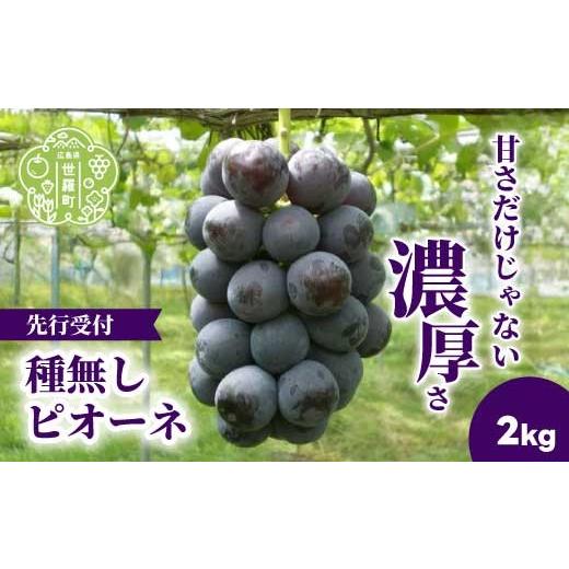 ふるさと納税 果物類 ぶどう 広島県 世羅町 種無しピオーネ2kg(4房) 2026年9月上旬以降順次発送 安井農園 ぶどう ブドウ 葡萄 ピオーネ フルーツ 果物 くだも…