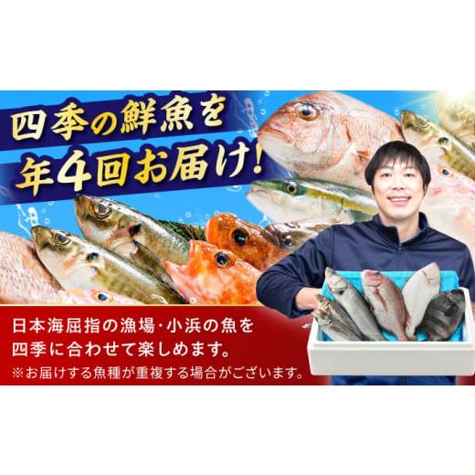 ふるさと納税 旬の鮮魚等 福井県 小浜市  定期便 全4回(3ヶ月毎発送) 下処理済 旬の天然鮮魚 2kg 以上 おまかせ セット 加福鮮魚 「若狭小浜港産地直送」  小…の画像
