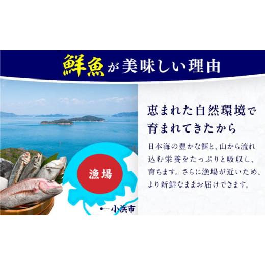 ふるさと納税 旬の鮮魚等 福井県 小浜市  定期便 全4回(3ヶ月毎発送) 下処理済 旬の天然鮮魚 2kg 以上 おまかせ セット 加福鮮魚 「若狭小浜港産地直送」  小…の画像