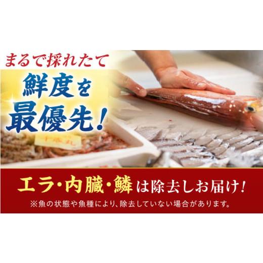 ふるさと納税 旬の鮮魚等 福井県 小浜市  定期便 全4回(3ヶ月毎発送) 下処理済 旬の天然鮮魚 2kg 以上 おまかせ セット 加福鮮魚 「若狭小浜港産地直送」  小…の画像