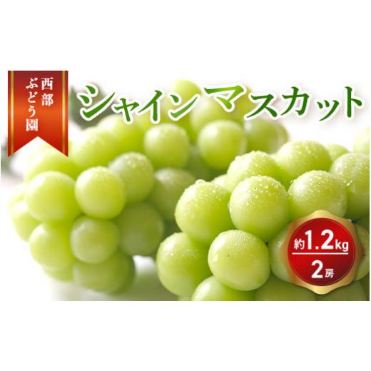 ふるさと納税 ぶどう マスカット 広島県 竹原市 西部ぶどう園 シャインマスカット2房 約1.2kg 葡萄 フルーツ 果物 2026年9月上旬頃より順次発送 沖縄・離島へ…