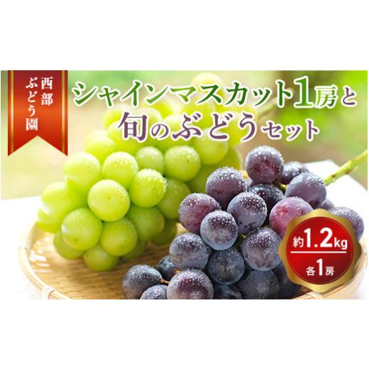 ふるさと納税 ぶどう マスカット 広島県 竹原市 西部ぶどう園 シャインマスカット1房と旬のブドウ1房 計約1.2kg 葡萄 フルーツ 果物 2026年9月上旬頃より順次…