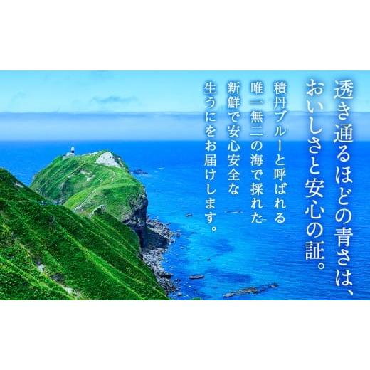 ふるさと納税 ウニ 北海道 積丹町  2026年夏発送分 バフンウニ100g×1パックの画像