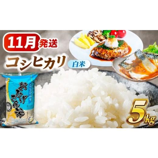 ふるさと納税 米 コシヒカリ 愛知県 愛西市 11月発送 コシヒカリ 白米 5kg 愛西市 / 脇野コンバイン 米 お米 コメ AECP021-3 11月発送