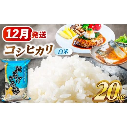 ふるさと納税 米 コシヒカリ 愛知県 愛西市 米 12月発送 コシヒカリ 白米 20kg 米 お米 20kg 20キロ 白米 精米 新米 コメ ご飯 ごはん 愛知県産 国産 県産米 …