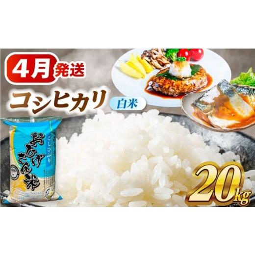 ふるさと納税 米 コシヒカリ 愛知県 愛西市 4月発送 コシヒカリ 白米 20kg 米 お米 20kg 20キロ 白米 精米 コメ ご飯 ごはん 愛知県産 国産 県産米 国産米 コ…