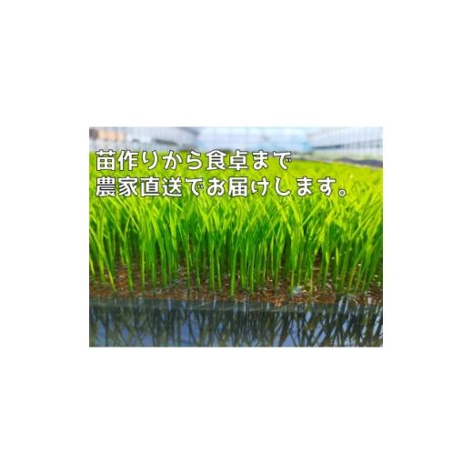 ふるさと納税 玄米 新潟県 弥彦村 玄米 20kg 令和7年産 新潟 コシヒカリ | 新潟県産 こしひかり お米 米 20キロ 備蓄 こめ コメ ギフト げんまい 新潟産コシヒ…の画像