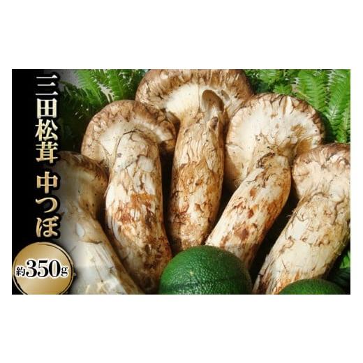 ふるさと納税 野菜類 きのこ 兵庫県 三田市 三田 松茸 中つぼ 約350g まつたけ 秋の味覚 きのこ キノコ 旬の野菜 贈答品 歳暮 お歳暮 新年 年末 贈り物 ギフト…
