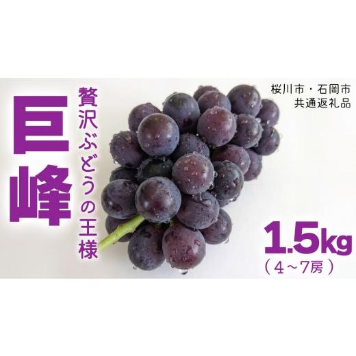 ふるさと納税 ぶどう 巨峰 茨城県 桜川市 [ 2026年 収穫分 ] 種あり 巨峰 1.5kg 4〜7房 (桜川市・石岡市共通返礼品) 先行予約 石田ぶどう園 国産 茨城県 桜…