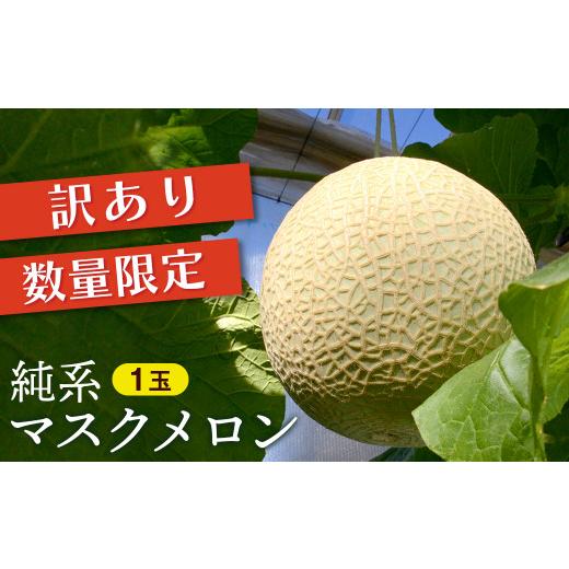 ふるさと納税 メロン メロン青肉 千葉県 富津市 訳あり 純系マスクメロン1玉 10月発送分 訳あり メロン マスクメロン フルーツ 果物 規格外 キズ 育ちす…
