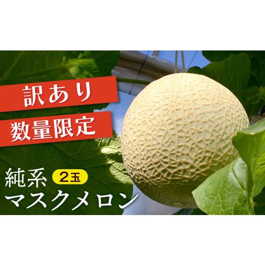 ふるさと納税 メロン メロン青肉 千葉県 富津市 訳あり 純系マスクメロン2玉 10月発送分 訳あり メロン マスクメロン フルーツ 果物 規格外 キズ 育ちす…