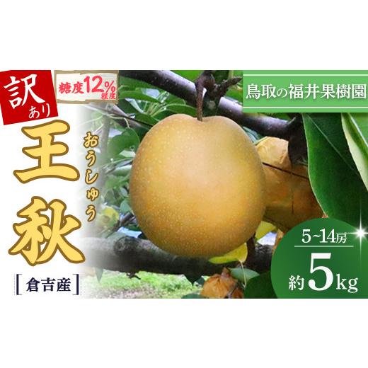 ふるさと納税 梨 鳥取県 倉吉市 訳あり 期間限定 令和8年産 王秋 5kg 倉吉産 福井果樹園 梨 なし ナシ おうしゅう 王秋 ブランド梨 鳥取 5kg 果物 フルーツ …