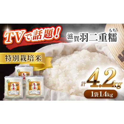 ふるさと納税 米・パン もち米 愛知県 愛西市 3袋 愛知県産滋賀羽二重糯 計4.2kg(1.4kg×3袋) 特別栽培米 もち米 お赤飯 お餅 愛西市 / 株式会社TONORI AE…