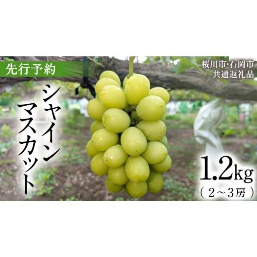 ふるさと納税 ぶどう マスカット 茨城県 桜川市 [ 2026年 収穫分 ] シャインマスカット 1.2kg 2〜3房 (桜川市・石岡市共通返礼品) 先行予約 石田ぶどう園 国…