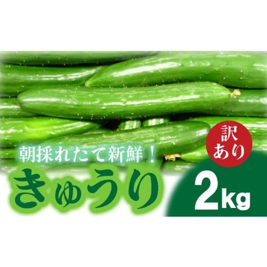 ふるさと納税 野菜類 山口県 下関市 2026年度発送 先行予約 きゅうり 訳あり 2kg 朝採れ 野菜 赤土 キュウリ 胡瓜 新鮮 カリカリ 山口産 もぎたて 料理 お弁…