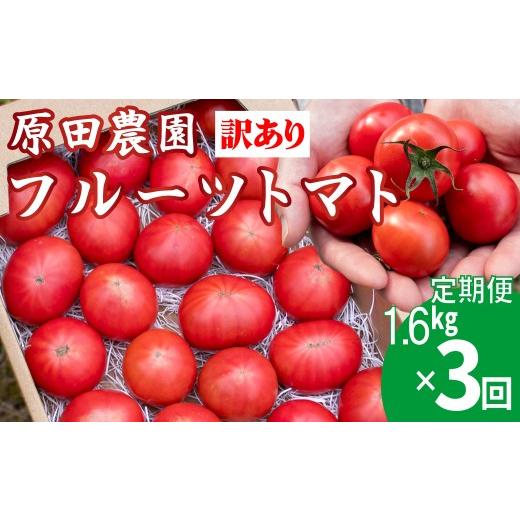 ふるさと納税 野菜類 トマト 高知県 佐川町 2026年12月下旬頃より順次発送 3回定期便 訳あり フルーツトマト 原田農園 1.6kg *予約受付中* (12月下旬〜5月…