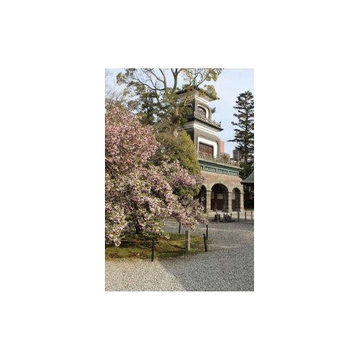 ふるさと納税 織物・繊維品 石川県 金沢市 兼六園菊桜　手描加賀友禅染　帯_5