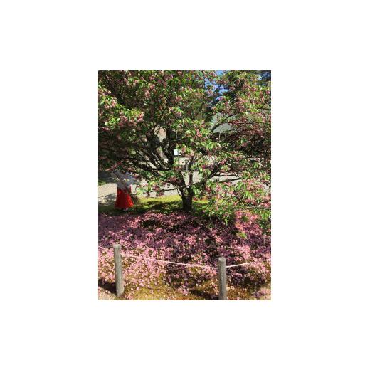 ふるさと納税 織物・繊維品 石川県 金沢市 兼六園菊桜　手描加賀友禅染　帯_6