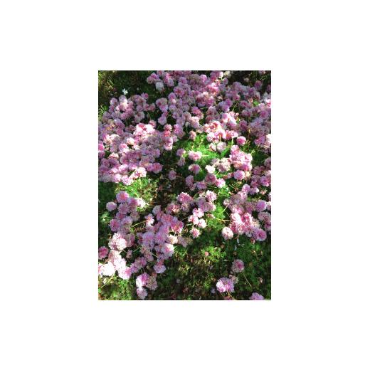 ふるさと納税 織物・繊維品 石川県 金沢市 兼六園菊桜　手描加賀友禅染　帯_7