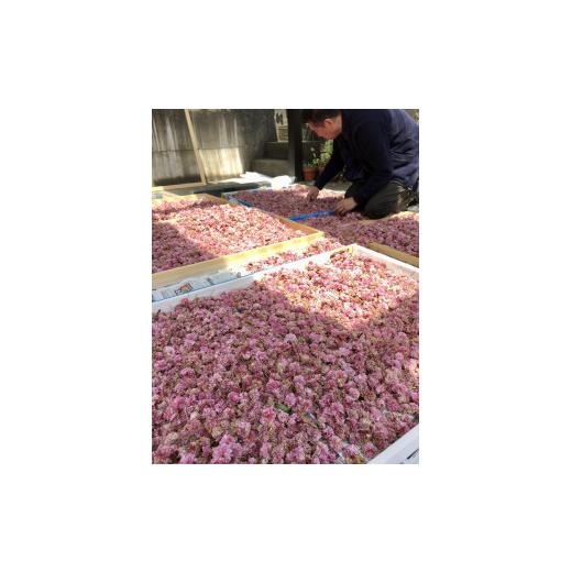 ふるさと納税 織物・繊維品 石川県 金沢市 兼六園菊桜　手描加賀友禅染　帯_8