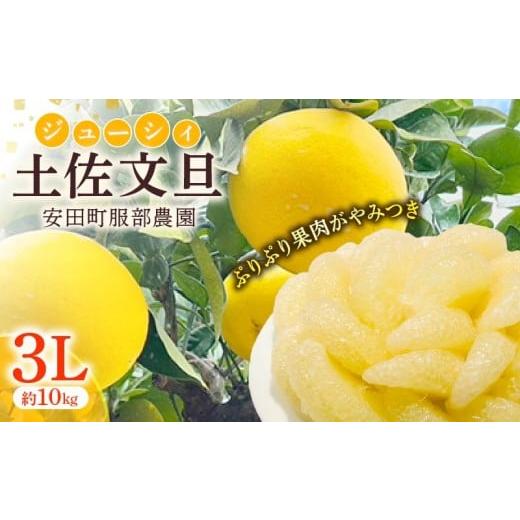 ふるさと納税 果物の詰合せ 高知県 安田町 受付は3月6日(金)23:59まで 土佐文旦 贈答用 文旦 高級 3Lサイズ 10kg 文旦 3Lサイズ 10kg 大玉 ぶんたん 柑橘 …