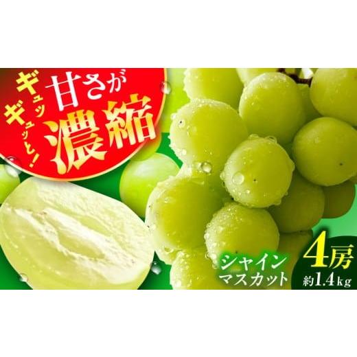 ふるさと納税 ぶどう マスカット 福岡県 広川町 先行予約 2026年8月下旬以降発送 シャインマスカット 約1.4kg 産地直送 ますかっと シャインマスカット し…
