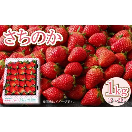 ふるさと納税 いちご 徳島県 阿波市 いちご さちのか 1kg 先行予約 苺 ストロベリー 大粒 朝採れ 新鮮 果物 フルーツ デザート スイーツ おやつ お菓子 洋菓子…