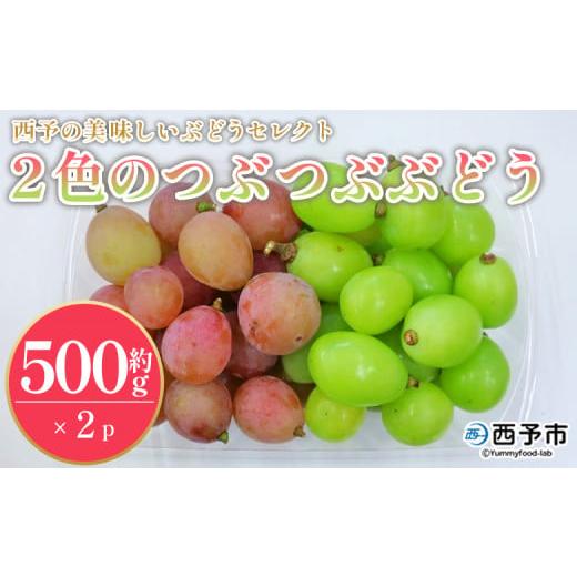 ふるさと納税 果物類 ぶどう 愛媛県 西予市 西予の美味しいぶどうセレクトセット/2色のつぶつぶぶどう500g×2p 果物 くだもの フルーツ ぶどう 葡萄 ブドウ …